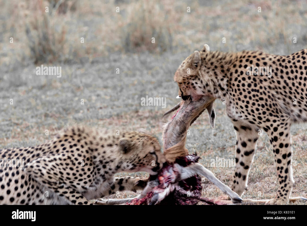 Due fratelli ghepardo mangiare le antilopi che recentemente hanno ucciso il masai Mara, Kenya Foto Stock Due fratelli ghepardo mangiare le antilopi che recentemente hanno ucciso il masai Mara, Kenya Foto Stock