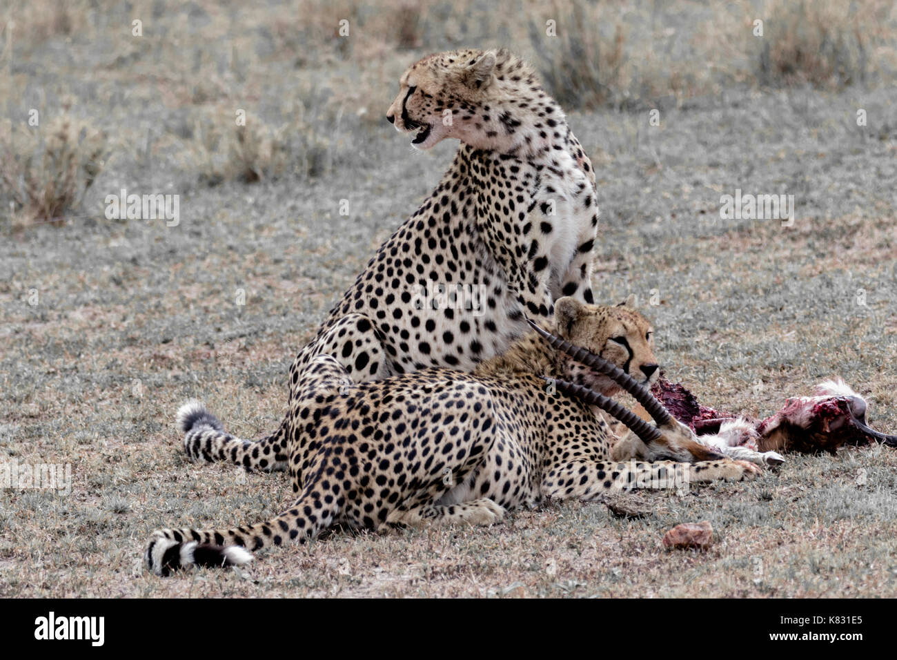 Due fratelli ghepardo guard loro uccidere il masai Mara, Kenya Foto Stock