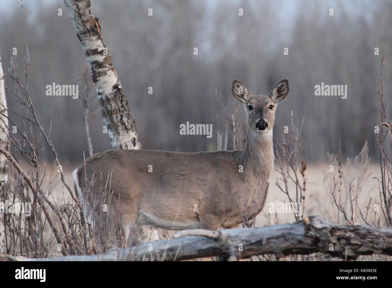 Culbianco doe in piedi nel bosco Foto Stock