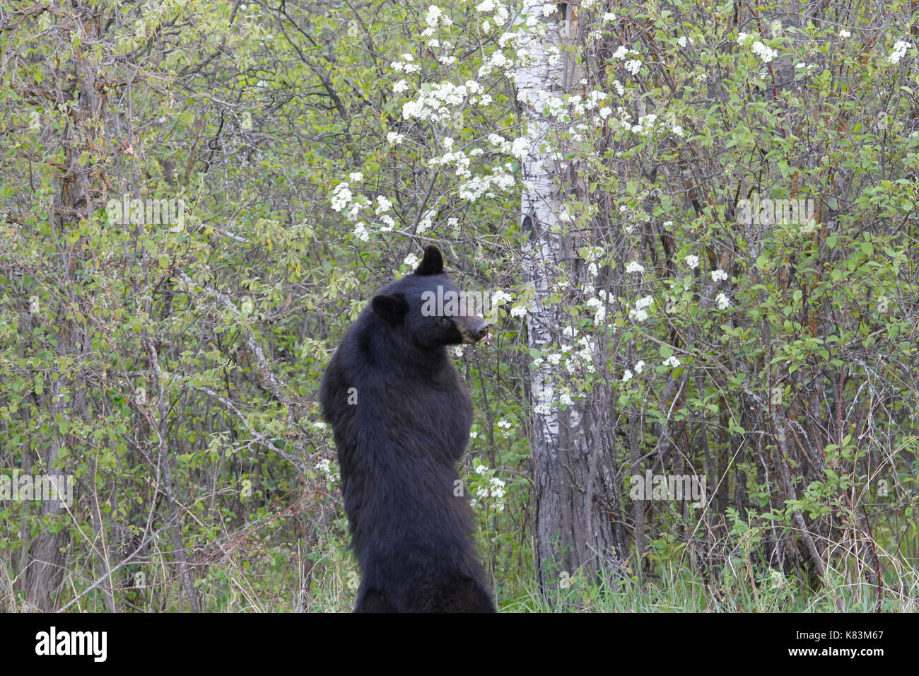 Orso nero in piedi mangiare fiori. Foto Stock