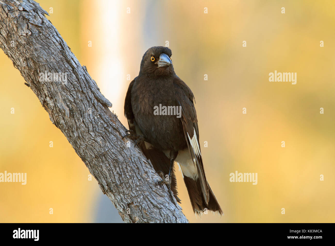 Un pied currawong, strepera graculina, in piedi su un ramo di albero con spazio di copia Foto Stock