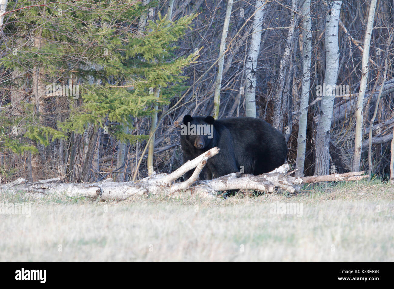 Orso nero in piedi dietro una betulla log Foto Stock
