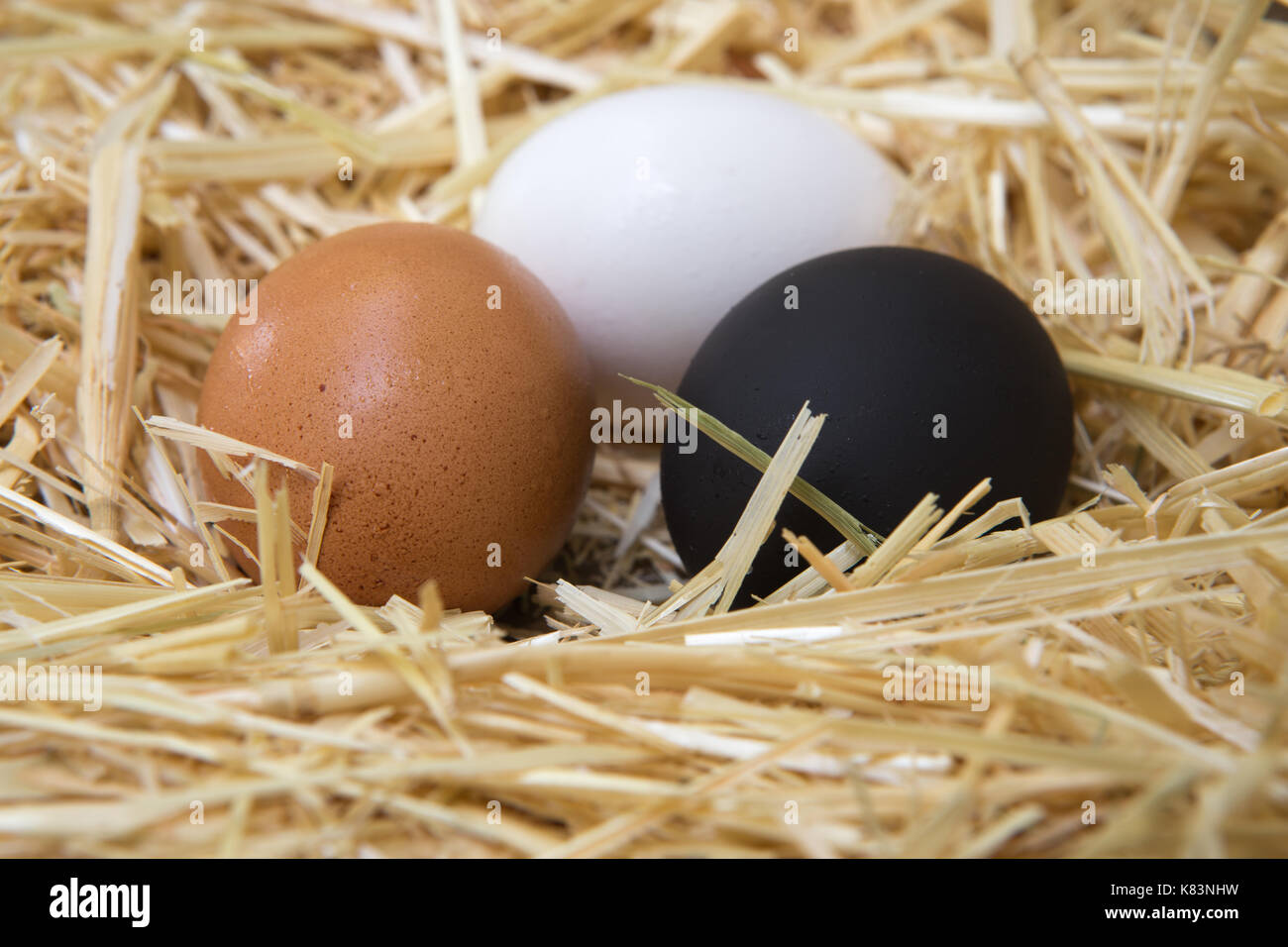 Bianco marrone e un dipinto di nero uovo di pollo. Diversi ma lo stesso Foto Stock