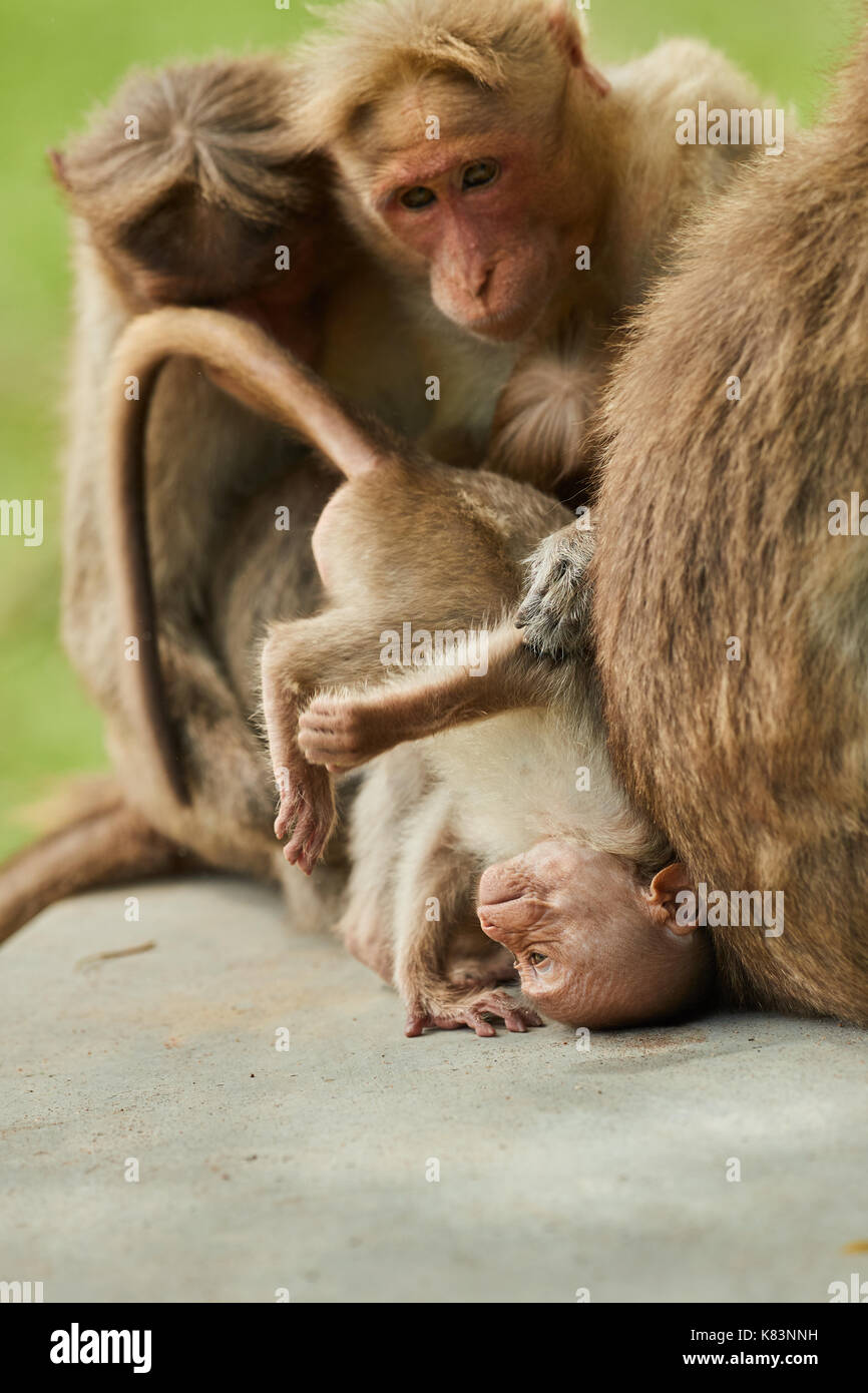 Madre con figli piccoli cofano macaco scimmia. Scena di gara, abbraccio tra madri e allattamento neonato. Foto Stock