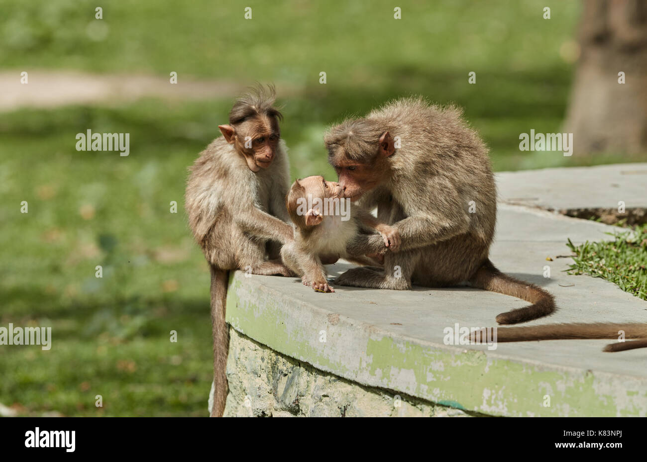 Madre con figli piccoli cofano macaco scimmia. Scena di gara, abbraccio tra madri e allattamento neonato. Foto Stock