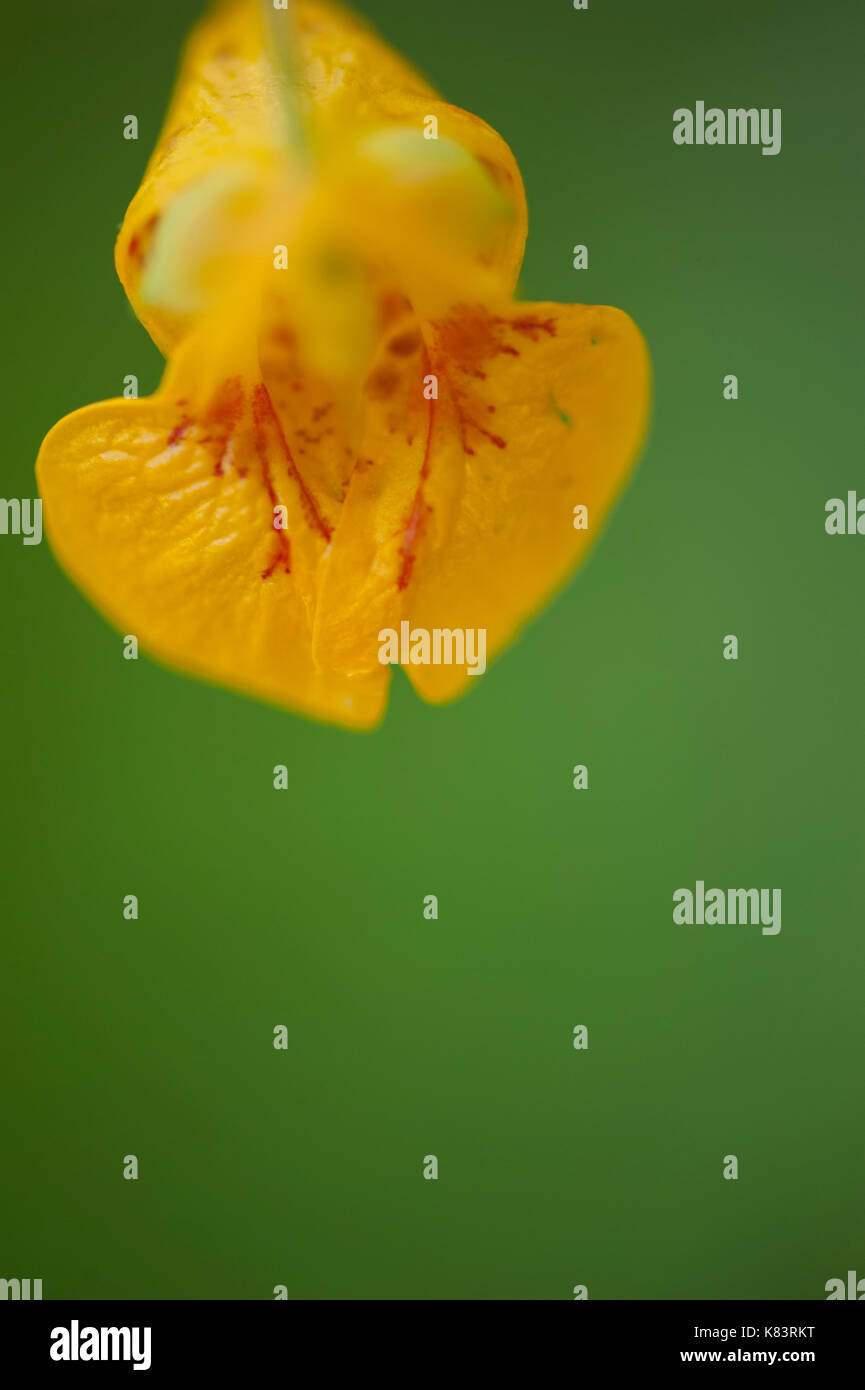 Non mi toccare fiore Foto Stock