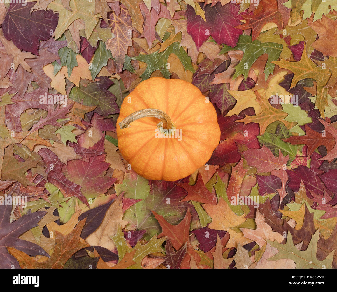 Sbiadita fogliame con zucca singola per vacanze autunnali. appartamento vista laici Foto Stock