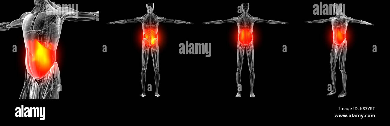 3d illustrazione della muscolatura obliquus internus Foto Stock