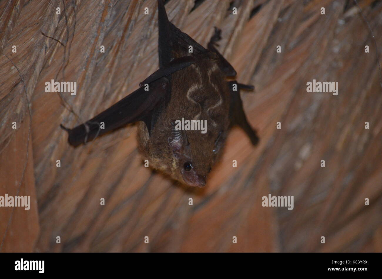 Un piccolo bat (Bilistado negrusco / minore sac-winged bat) pende al tetto in paglia di una capanna di osservazione in Tambopata National Reserve. Madre Foto Stock