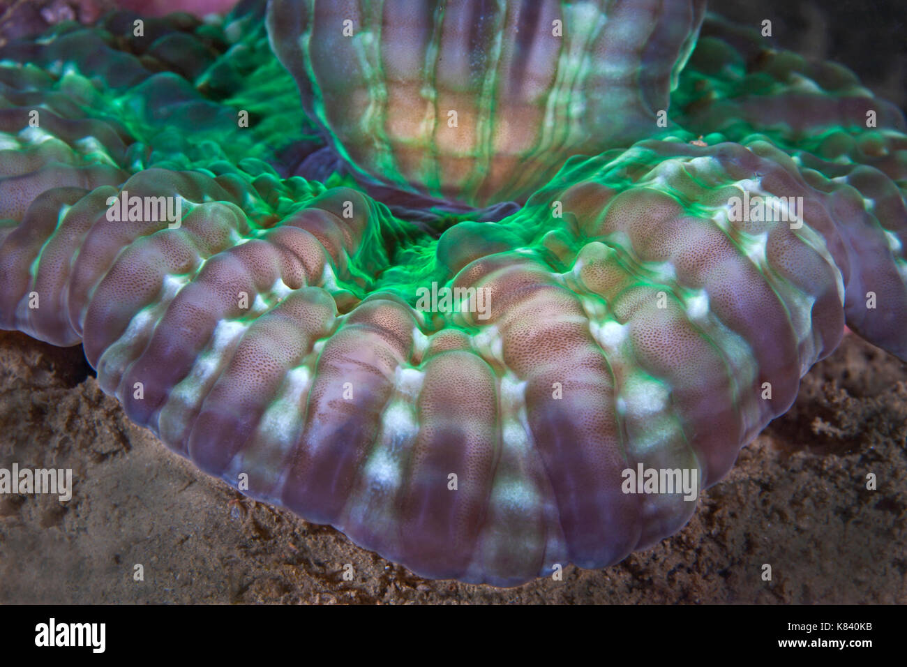 Dettaglio immagine del pulsante di bioluminescenza corallo. Ad Ambon, Indonesia. Foto Stock