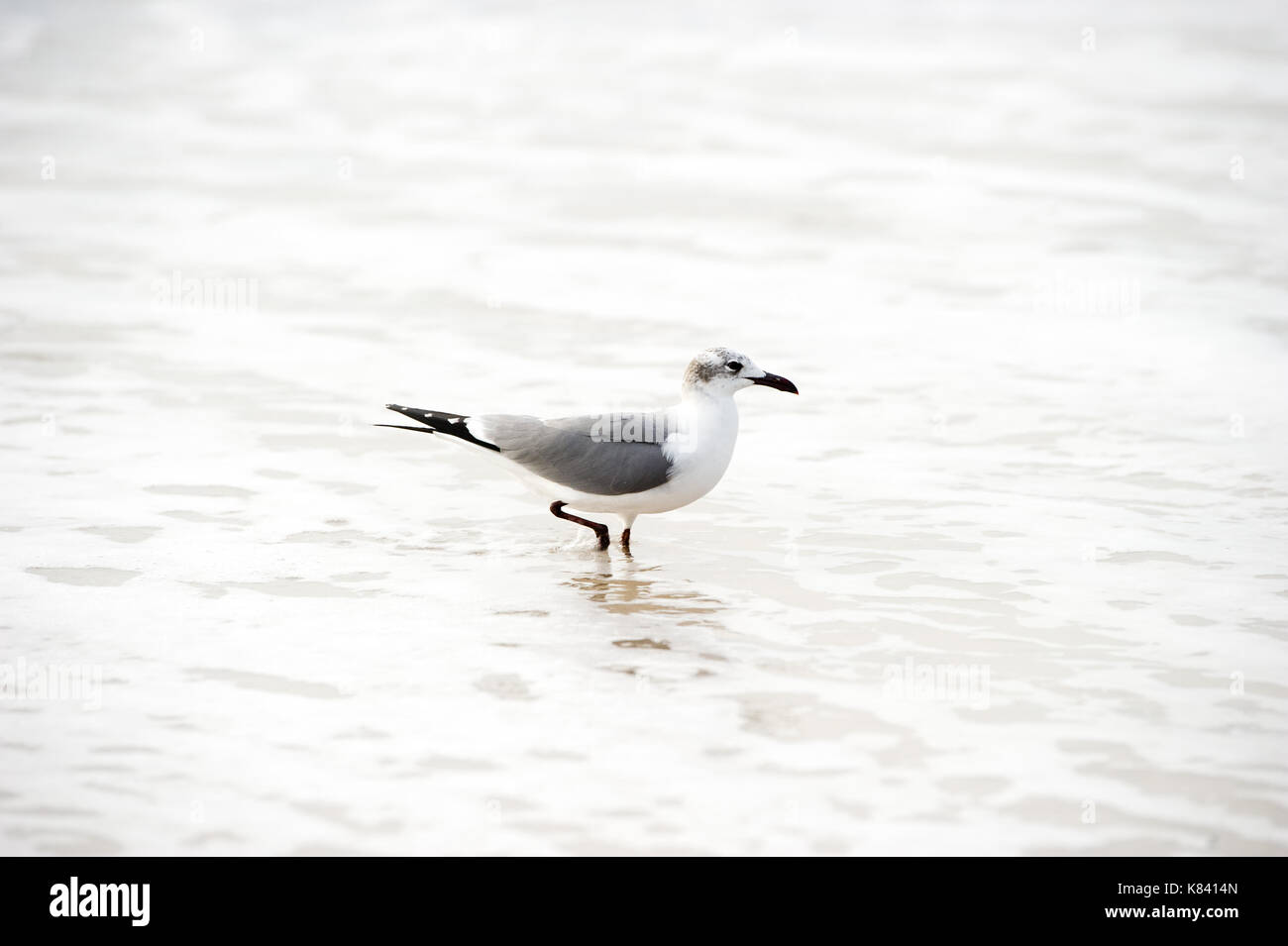 Seagull è un gabbiano camminare dolcemente in acque dell'oceano. Foto Stock