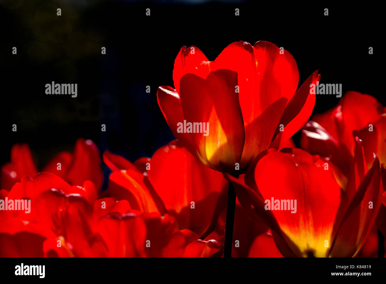 Fiery tulipani arancione con sfondo nero Foto Stock