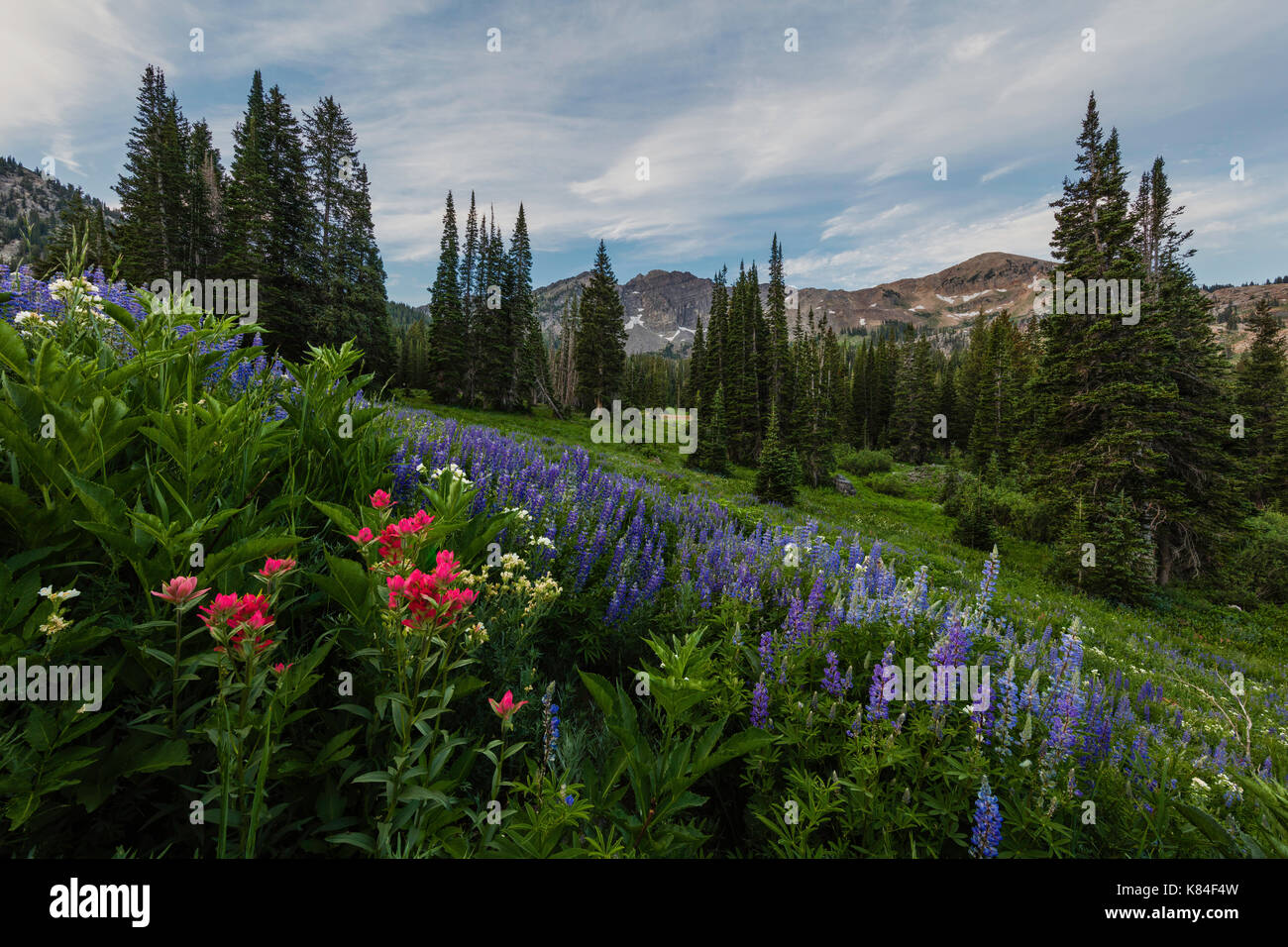Fiori Selvatici, Albion bacino, Alta, Utah Foto Stock