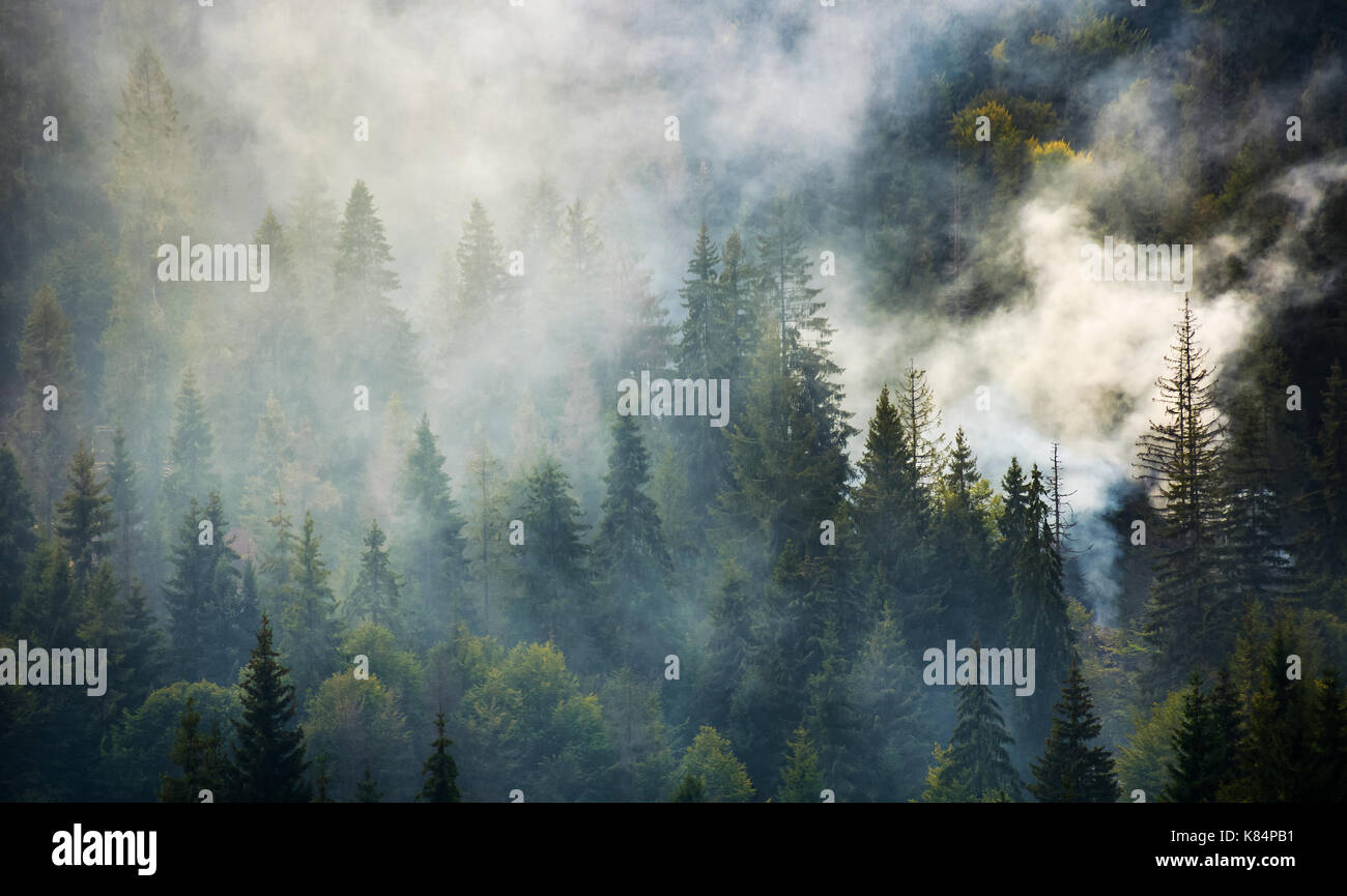 Aumento di fumo sopra la foresta di abete rosso. bellissimo sfondo con texture naturali Foto Stock