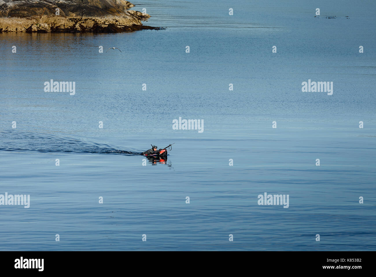 Fisher nuoto per pesci Foto Stock
