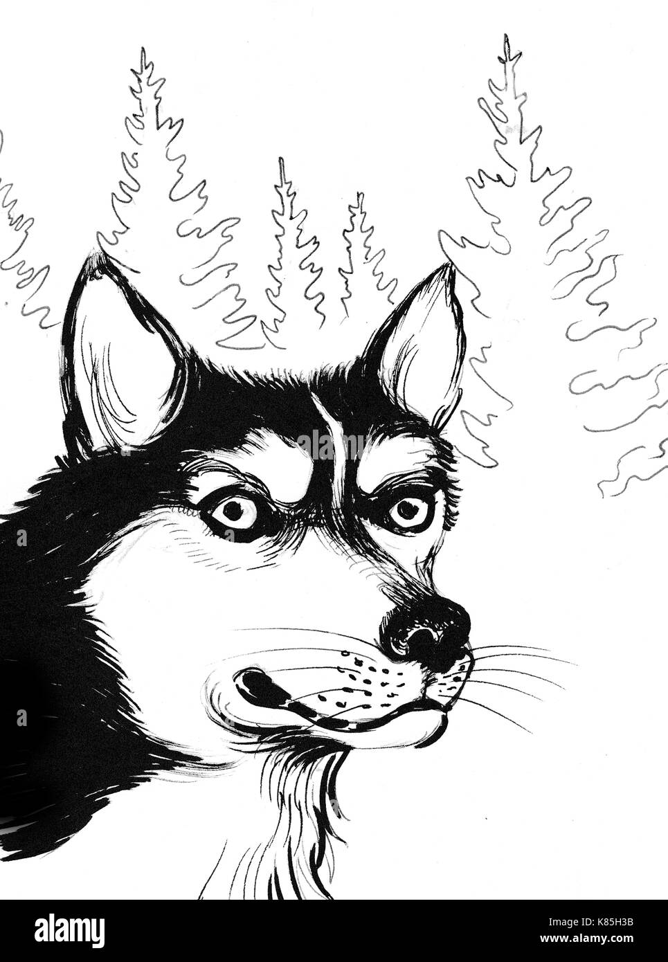 Arrabbiato cane husky nella foresta. L'inchiostro bianco e nero disegno Foto Stock