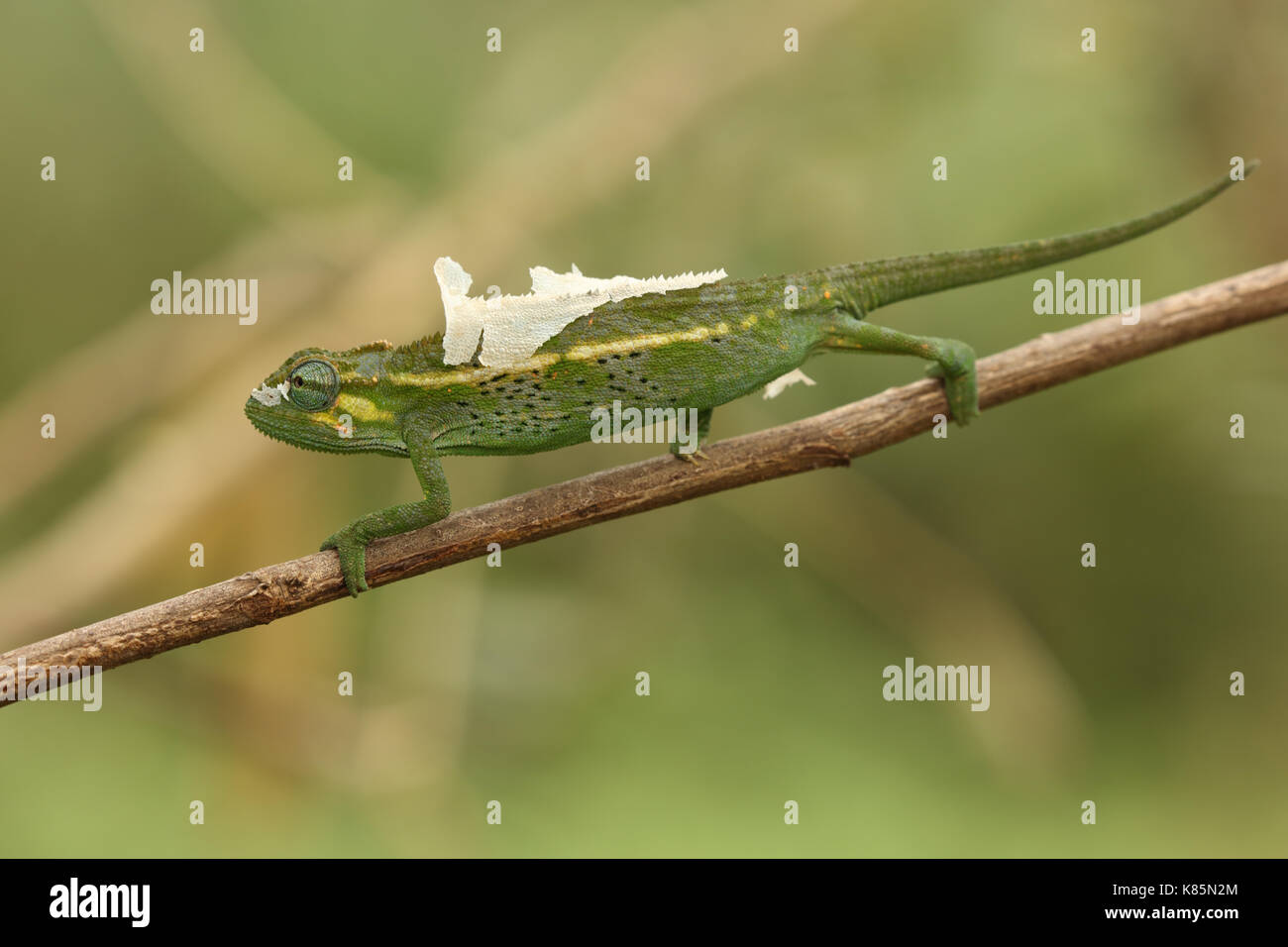 Side-striped chameleon ,Trioceros ellioti, Kakamega Forest, Kenya, la foresta pluviale tropicale, versando la pelle Foto Stock