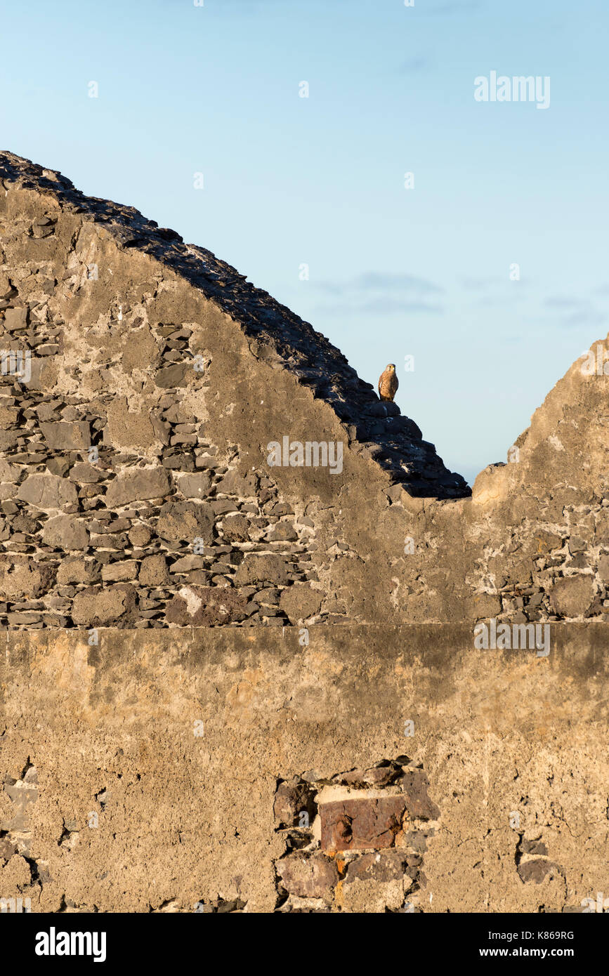 Bird raptor appollaiato su un muro di pietra Foto Stock