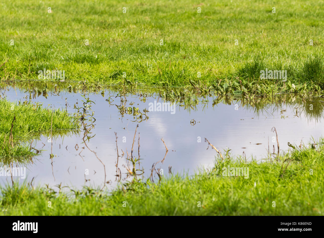 Acqua di inondazione in un campo dopo la pioggia pesante, con il cielo riflesso nell'acqua di inondazione. Acqua di pioggia si stabilirono sull'erba in un campo dopo le inondazioni. Foto Stock