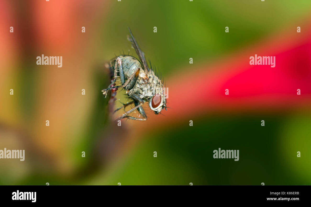 Helina reversio, una casa fly, all'inizio dell'Autunno nel sud dell'Inghilterra, Regno Unito. Casa fly macro. Mosca di casa closeup. Foto Stock