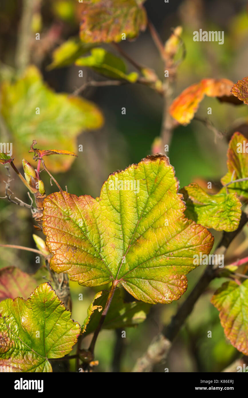 Autumn Leaf closeup all'inizio dell'autunno come l'anta inizia a morire. Foglia caduta vicino. Foto Stock
