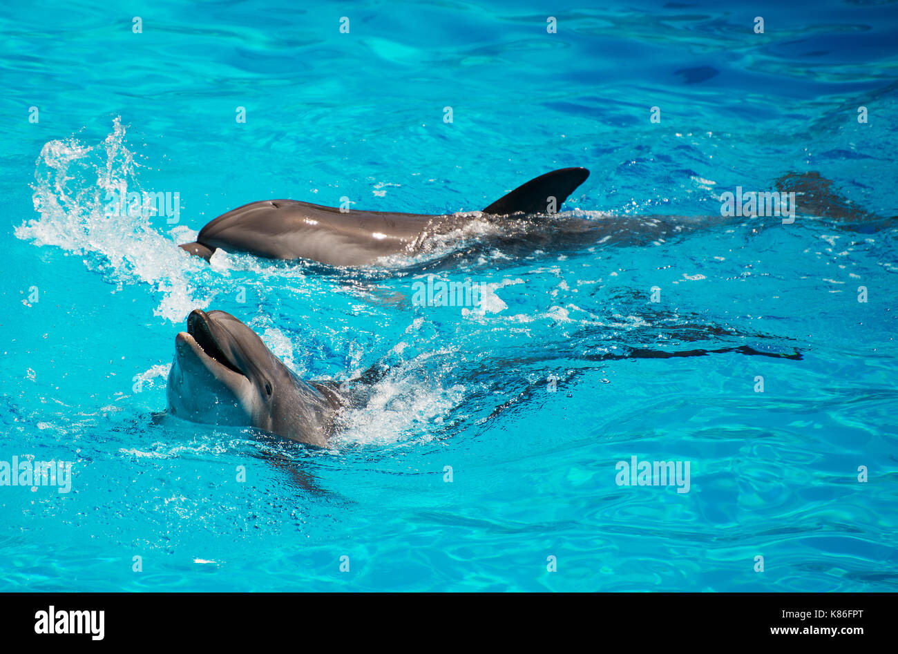 I delfini divertendosi. luogo di testo. Foto Stock