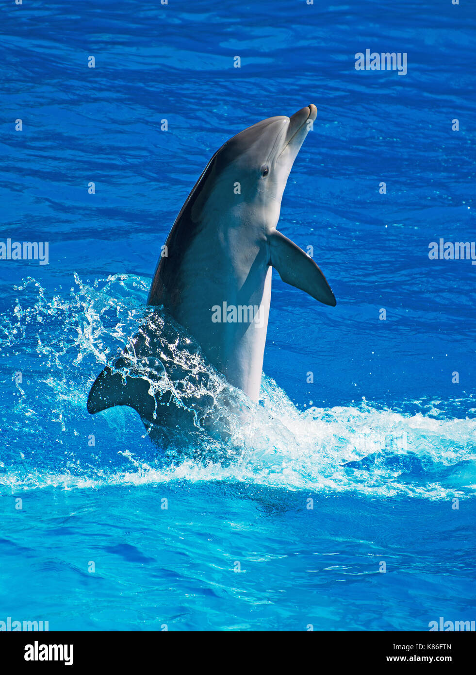 Dolphin divertendosi in mare azzurro e limpido. Posto per il testo. Foto Stock