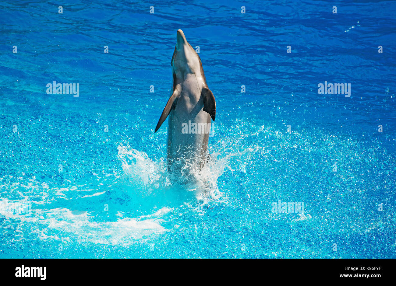 Dolphin divertendosi in mare azzurro e limpido. Posto per il testo. Foto Stock
