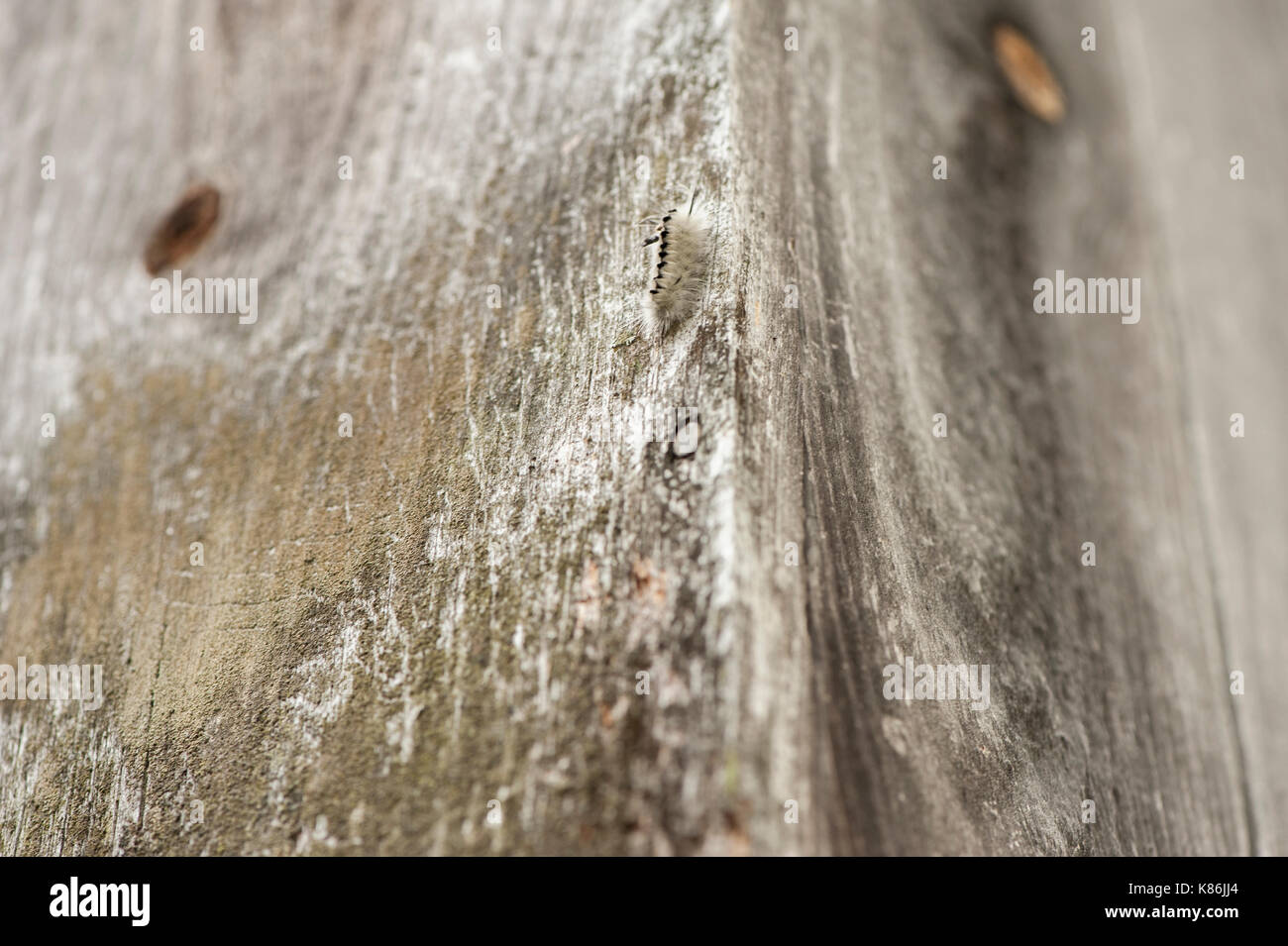 Hickory tussock caterpillar si inerpica su per la parete di un vecchio mulino Foto Stock