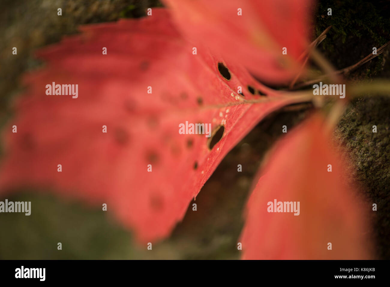 Foglie di cenere diventa di colore rosso in autunno Foto Stock