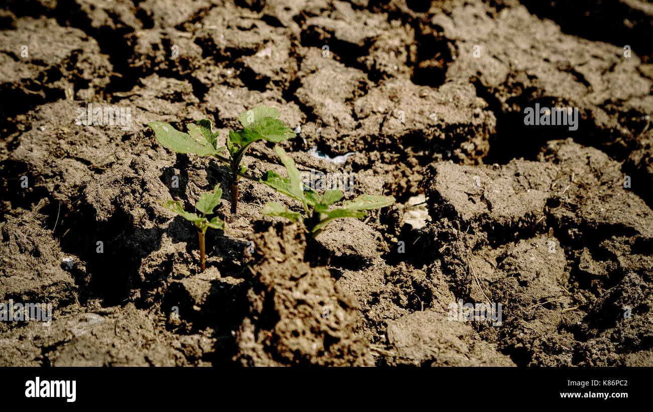 Incrinature nel colpite dalla siccità messa a terra Foto Stock