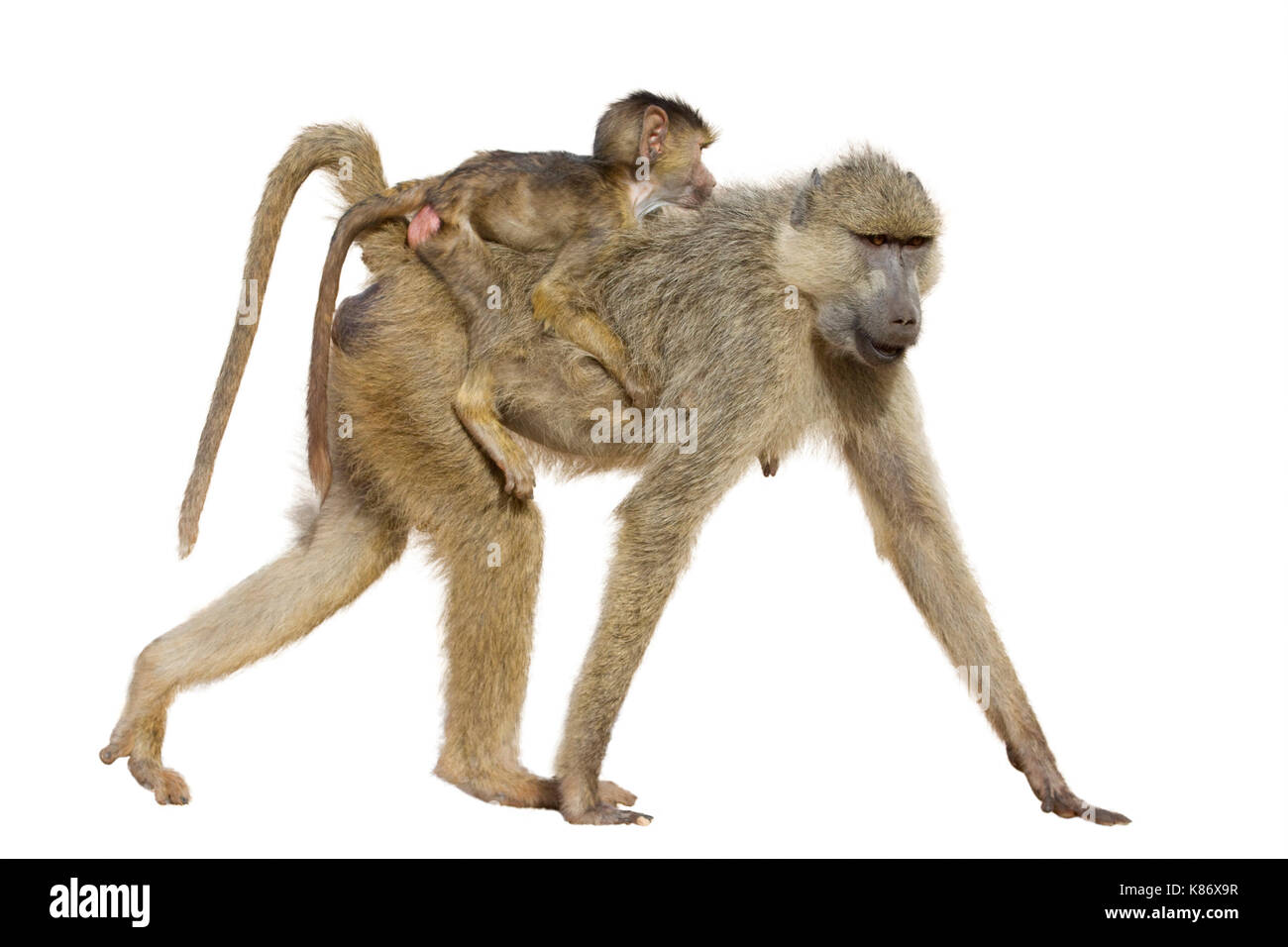 Babbuino vivo giallo femminile (Papio cynocephalus) con un bambino sulla schiena, isolato su sfondo bianco. Foto Stock