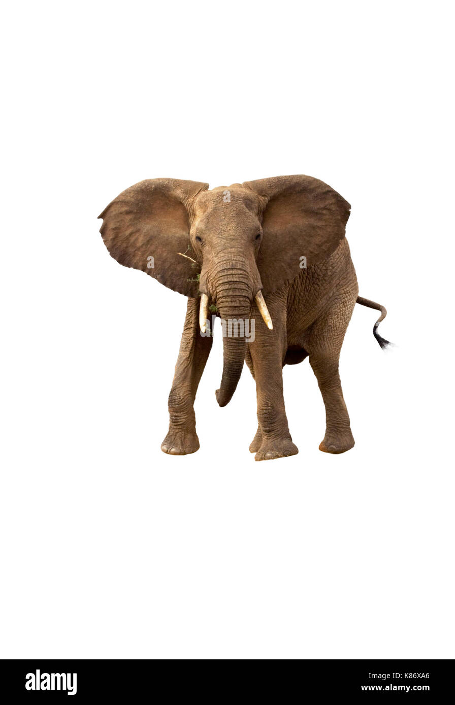 Elefante africano (Loxodonta africana) carica, isolati su sfondo bianco. Foto Stock