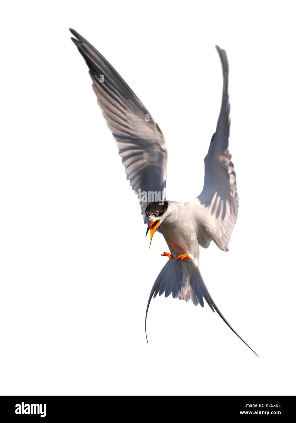 Forster's Tern (sterna forsteri) dimostrando piumaggio di allevamento in volo, isolati su sfondo bianco. Foto Stock