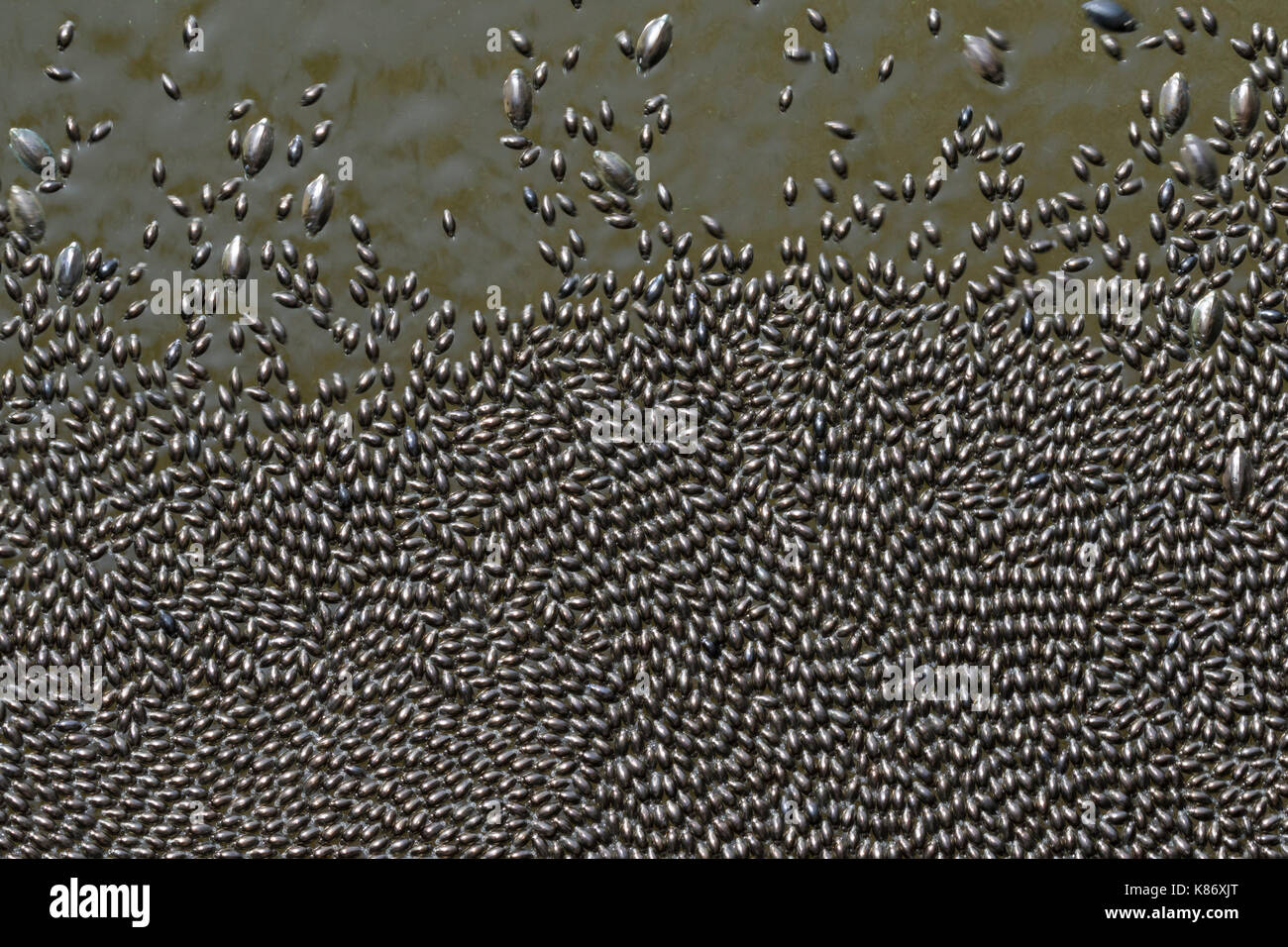 Sciamatura di whirligig coleotteri (Famiglia Gyrinida) sul fiume di acqua di superficie, Wyalusing State Park, Wisconsin, Stati Uniti d'America. Foto Stock