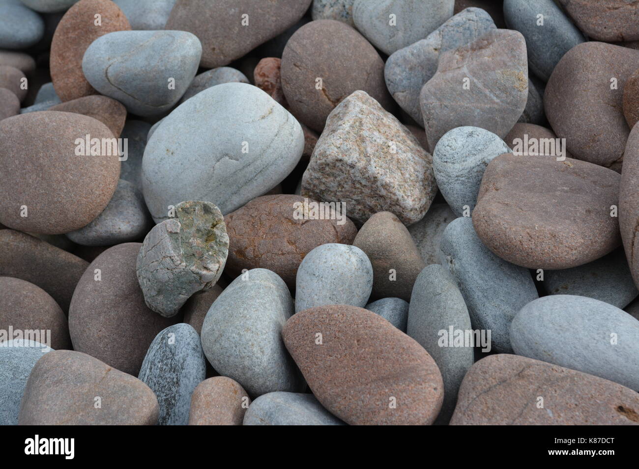 Raccolta di ciottoli di pietre e rocce sulla spiaggia di rosemarkie scozia uk vicino al punto chanonry Foto Stock