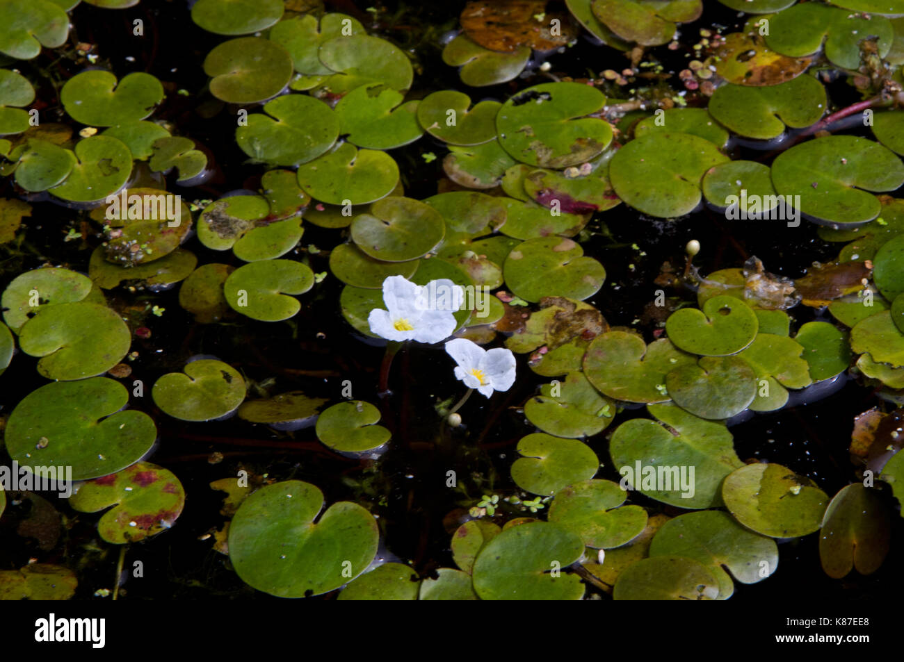 Foglie e fiori di colore bianco di frogbit galleggiante sull' acqua scura Foto Stock
