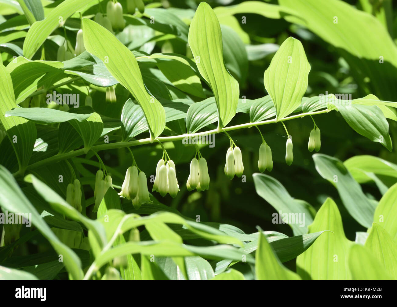 Verde e bianco fiori penduli fiori della pianta di giardino Polygonatum (Polygonatum × hybridum) noto anche come il re Salomone del sigillo di Salomone o del sigillo Foto Stock