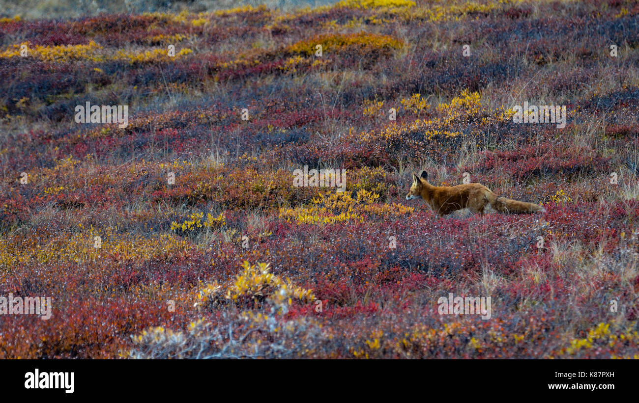 Parco Nazionale e Riserva di Denali in Alaska interna Foto Stock