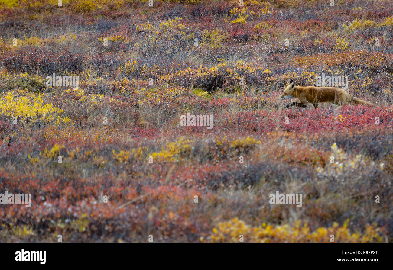Parco Nazionale e Riserva di Denali in Alaska interna Foto Stock