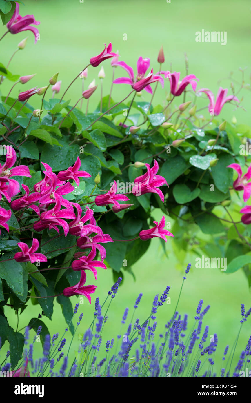 La clematide principessa Diana e lavanda. Foto Stock