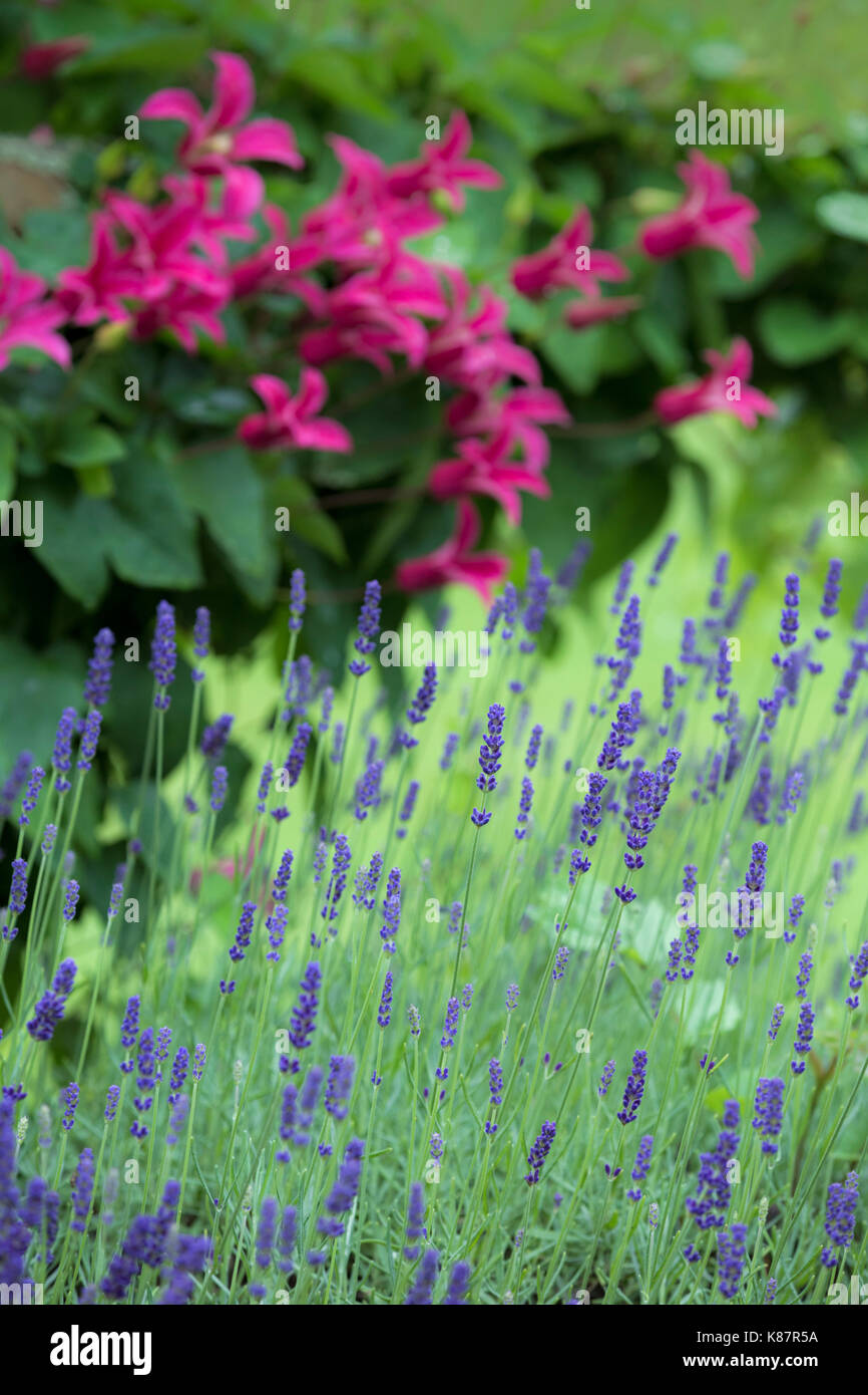 Lavanda e clematis principessa Diana. Foto Stock