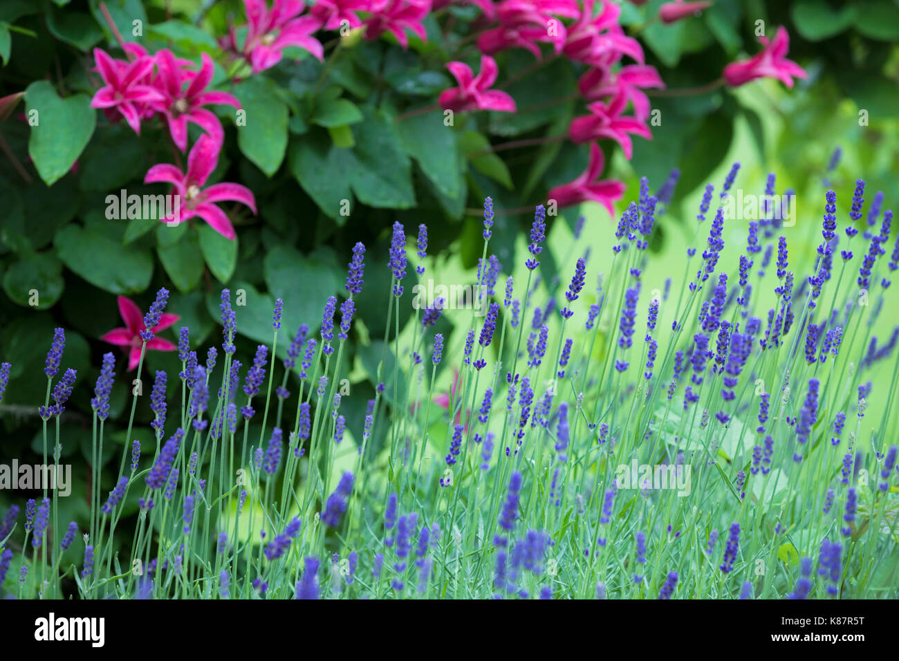 Lavanda e clematis principessa Diana. Foto Stock