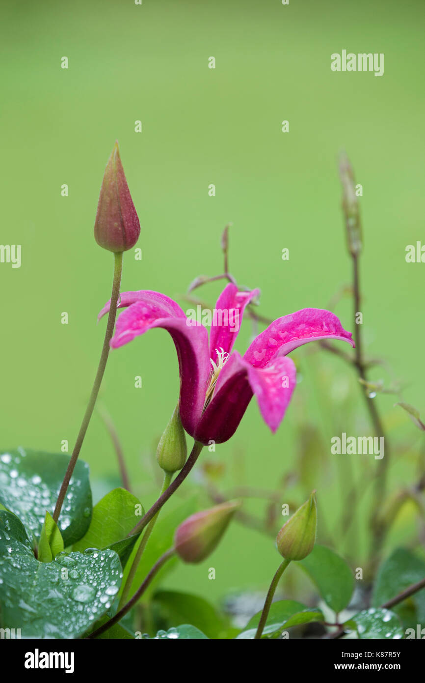 Clematide rosa la principessa Diana. Foto Stock