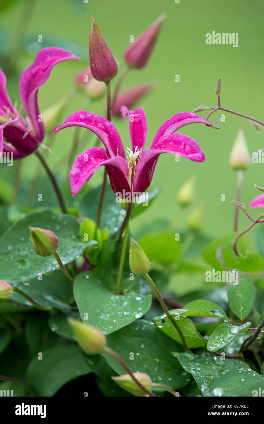 Clematide rosa la principessa Diana. Foto Stock