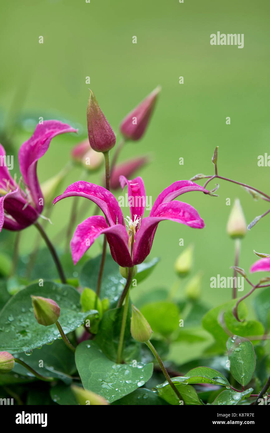 Clematide rosa la principessa Diana. Foto Stock