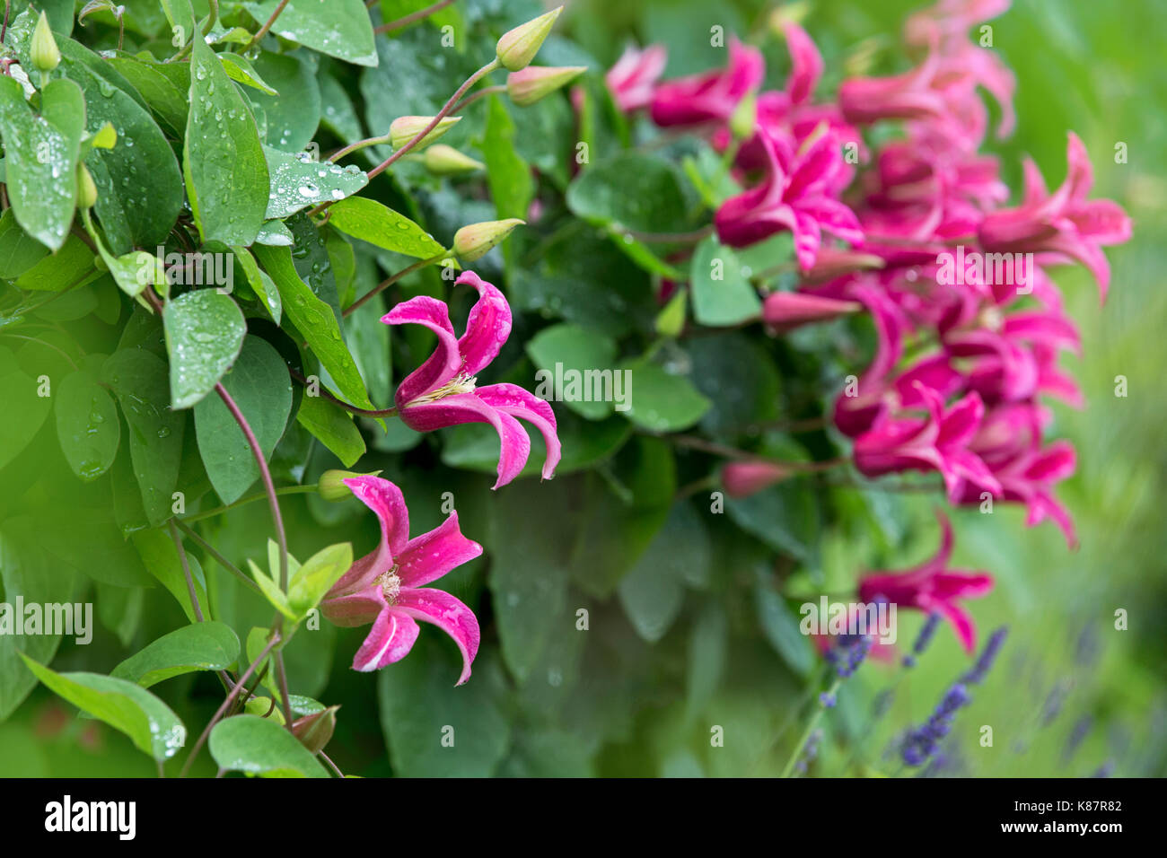 Clematide rosa la principessa Diana. Foto Stock