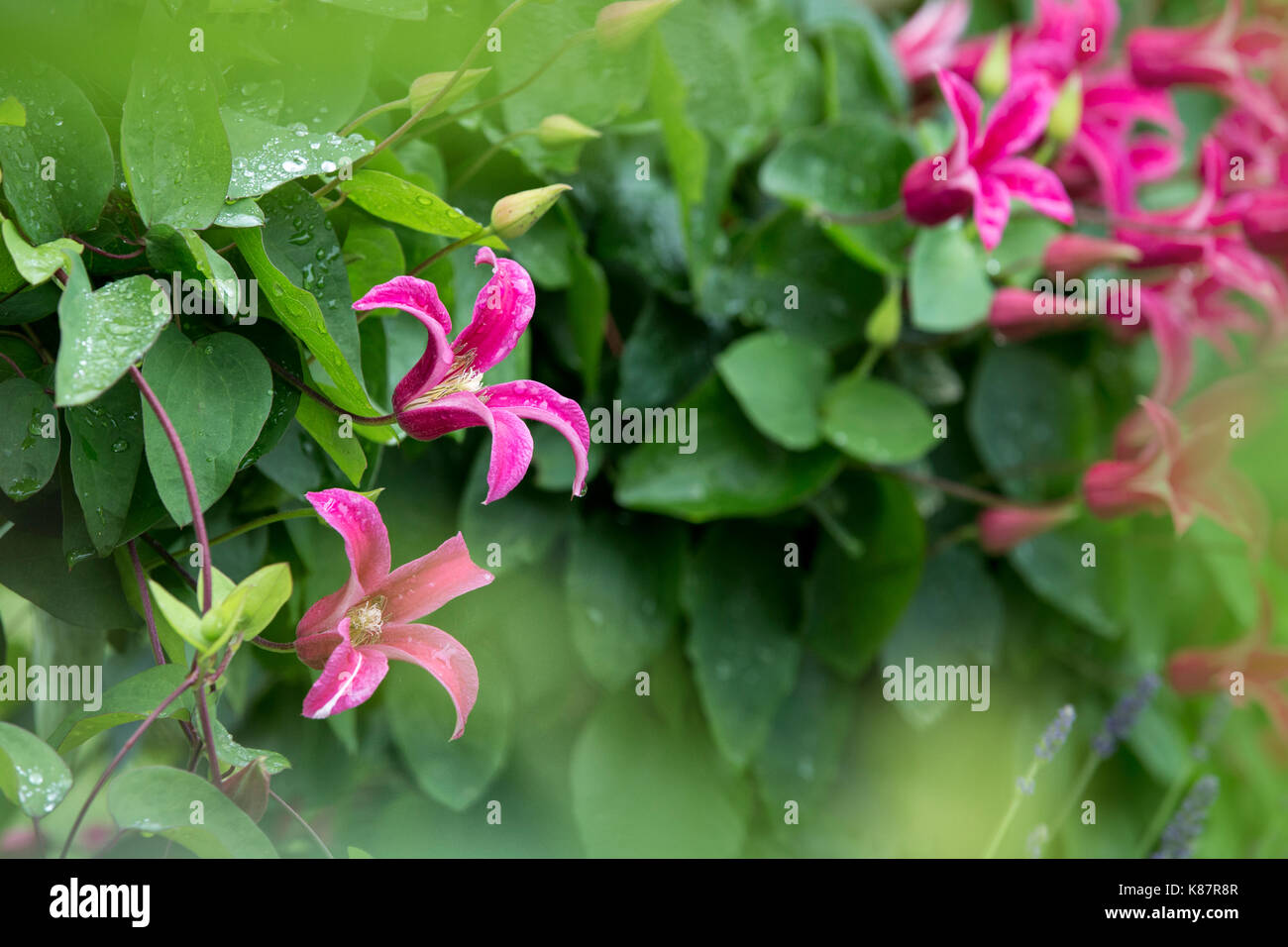 Clematide rosa la principessa Diana. Foto Stock
