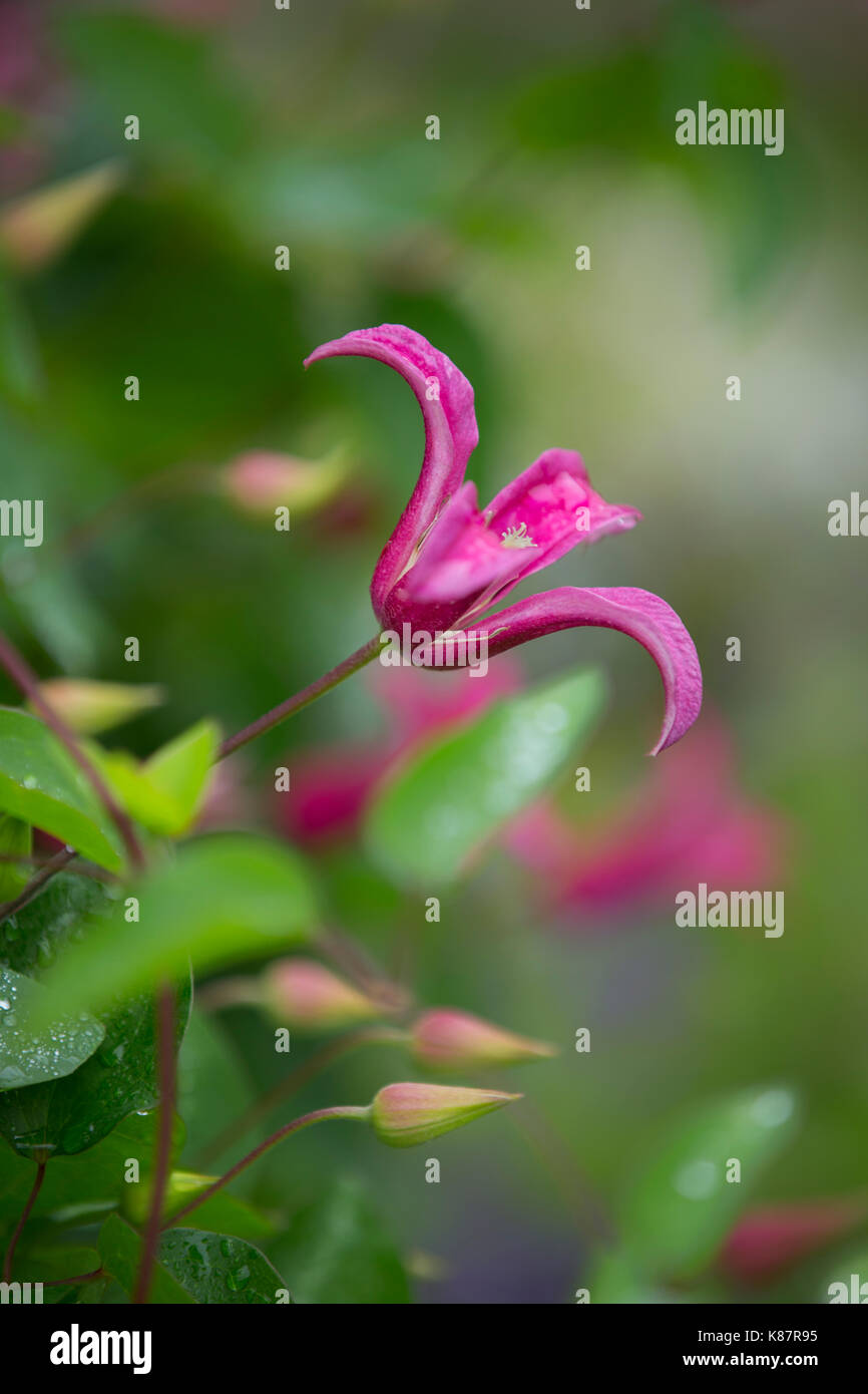 Clematide rosa la principessa Diana. Foto Stock