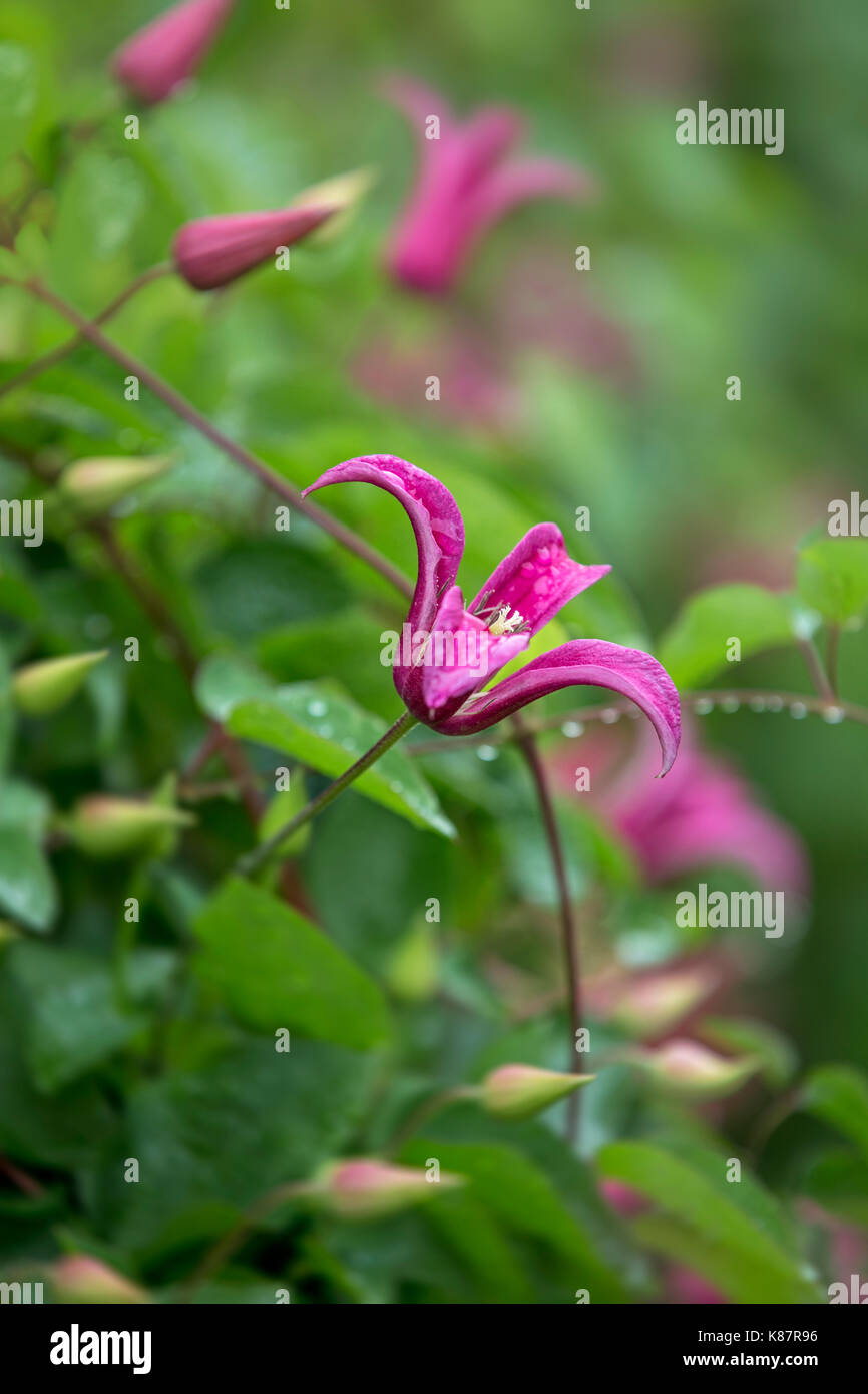 Clematide rosa la principessa Diana. Foto Stock